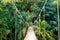 Jungle rope bridge hanging in rainforest of Honduras