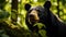 Jungle\\\'s Enigma: Captivating Sun Bear Amidst Lush Rainforest