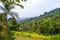 Jungle scenery, Koh Pha Ngan, Thailand