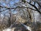 Jungle shot with snow fast melting into the ground from the trees