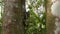 Jungle sloth on tropical tree trunk, Costa Rica