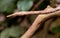 Jungle Snake, Madagascar African Island