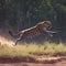 Jungle sprint Action shot of a leopard running in the forest