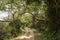 In the jungle of St. Lucia wetlands park