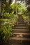 Jungle steps