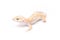 Jungle Tangerine Tremper Albino Leopard Gecko