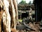 Jungle Temple, Ta Prohm, Cambodia