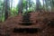 Jungle trail of Cameron Highlands