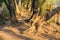 A jungle trail passing through a dense woodland