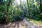 Jungle Trail - Path through Green Trees - Tropical Forest in Andaman Nicobar Islands, India