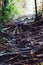 Jungle trails after rain revealing labyrinth of tree roots in tropical rain forest of Sabbah, Borneo Malaysia