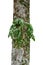 Jungle tree trunk with tropical foliage plants, climbing Monstera Monstera deliciosa and forest orchid green leaves growing in w