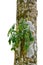 Jungle tree trunk with tropical foliage plants, climbing Monstera Monstera deliciosa and forest orchid green leaves growing in w