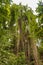 Jungle Tree in Welchman Hall Gully in Barbados. Caribbean Sea Island