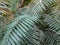 Jungle tropical forest umbrella palm tree leaves in the greenhouse