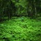 Jungle tropical forest wild landscape