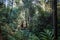 A jungle view in the morning in the Western Ghats, Madikeri, India