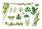 Jungle vine. Cartoon rainforest leaves and liana overgrown plants. Isolated vector set