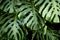 Jungle wall background. Green tropical palm leaves with monstera foliage forest.