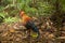 Junglefowl [Gallus] in Sri Lanka