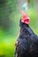 Junglefowl with green background