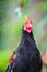 Junglefowl with green background