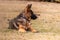 A junior german shepherd dog resting in a backyard