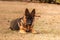 A junior german shepherd dog resting in a backyard