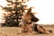 A junior german shepherd dog resting in a backyard