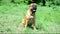 Junior puppy bullmastiff sitting outside