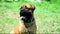 Junior puppy bullmastiff sitting outside