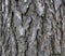 Juniper bark texture