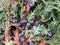 Juniper berries on a bush close up