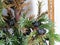 Juniper berries on a bush close up