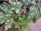 Juniper berries on a bush close up