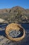 Juniper berries collected in basket in desert