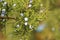 Juniper Berry closeup branch, macro wild nature, ripe berry