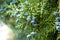 Juniper blueand green