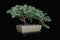 Juniper Bonsai on Black No 2