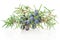 Juniper branch with berries