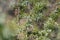 Juniper branch with berries on blurred nature background. Evergreen tree in Bulgarian forest. Juniper berry used making gin,