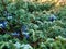 Juniper branches with berries in hoarfrost. Close-up, selective focus. Sunrise in the mountains, sunlight breaks through in the