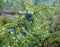 Juniper branches with berries. Juniper in hoarfrost.