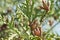 Juniper branches close up Evergreen juniper plant cypress branches, leaves with seeds close-up Garden ornamental shrub tree