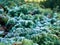 Juniper branches covered with frost. Close-up, selective focus. Sunrise in the mountains, sunlight breaks through in the