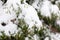 Juniper branches in the snow. snowy conifer. closeup