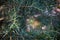 Juniper branches woven as frame with needles illuminated by sun rays with blurred solar forest in background