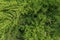 Juniper bush closeup. Background with juniper branches