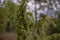 Juniper bush with drops of water shining in the sun. natural medicinal plant juniperus communis