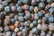 Juniper or cade berries spice background or texture